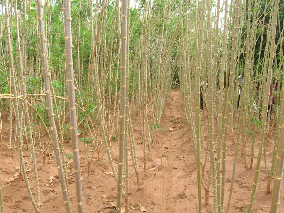 CassavaPlants.jpg